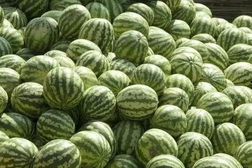 瓜洲西瓜免费吃是真的吗,瓜洲西瓜免费吃活动真相揭秘  第2张 瓜洲西瓜免费吃是真的吗,瓜洲西瓜免费吃活动真相揭秘  第2张