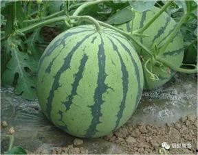 免费吃瓜的平台,畅享娱乐盛宴,轻松解锁精彩瞬间  第3张 免费吃瓜的平台,畅享娱乐盛宴,轻松解锁精彩瞬间  第3张