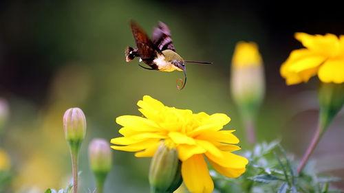 在线观看蜂鸟,空中舞者,自然界的奇迹之旅  第2张 在线观看蜂鸟,空中舞者,自然界的奇迹之旅  第2张