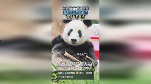 熊猫yy最新爆料视频,最新爆料视频内容大起底  第2张 熊猫yy最新爆料视频,最新爆料视频内容大起底  第2张